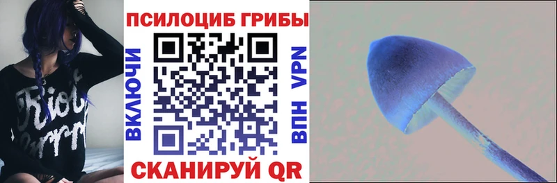 как найти закладки  Зеленокумск  Псилоцибиновые грибы Psilocybe 